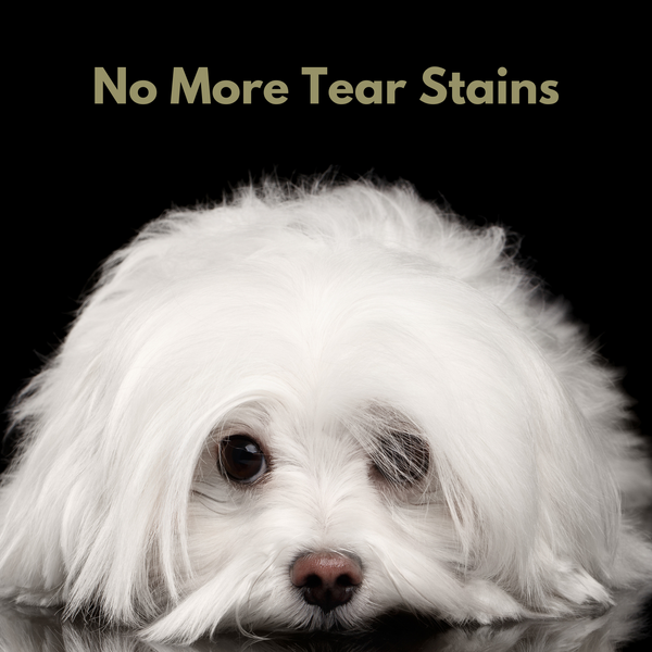 Those DISAPPOINTING TEAR STAINS on CATS and DOGS
