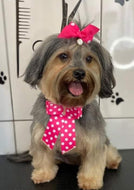 Bows From Brazil Luxury Bow Chokers